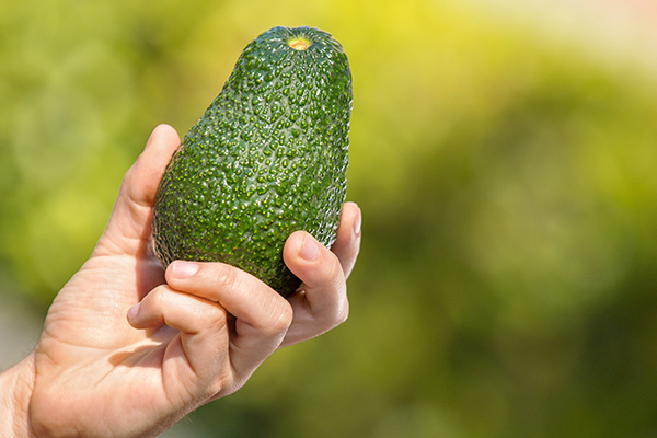 Hand Grabbing a Hass Avocado